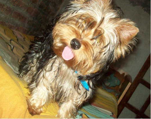 aqui mi perrito precioso
totalmente despeinado jaja...
antes del baño luego voy a subir una foto
de el despues del baño
ja
no es lindo??? aqui mi perrito precioso
totalmente despeinado jaja...
antes del baño luego voy a subir una foto
de el despues del baño
ja
no es lindo???